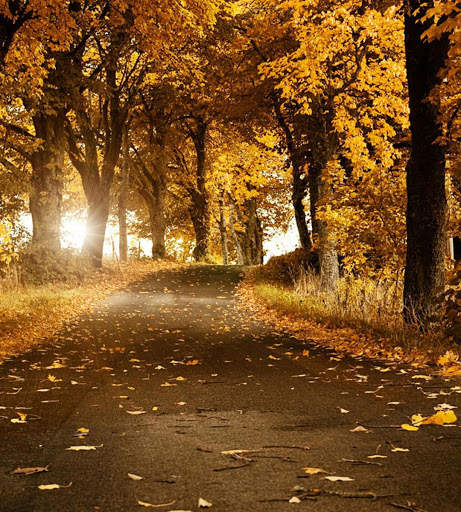 Autumn Wallpapers 8 تصوير الشاشة