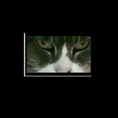 Cat Eyes Visual icon