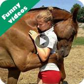 Funny videos for whatsapp 1.9