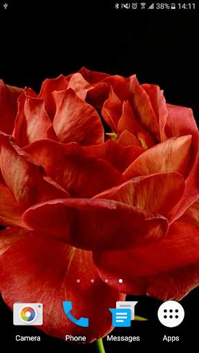 Blooming Roses Video Wallpaper screenshot 5