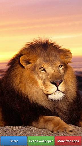 Big Cats HD Wallpapers screenshot 8