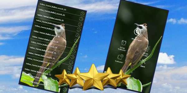 Yellow Vented Bulbul Song : Bulbul Bird Sound App screenshot 1