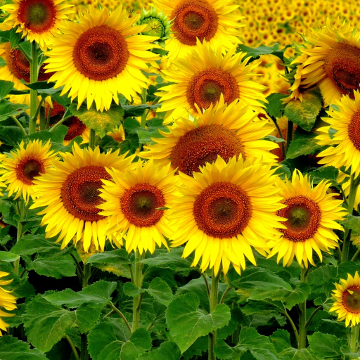 Sunflowers HD Live Wallpaper icon