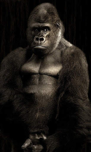 Gorilla Wallpaper screenshot 2