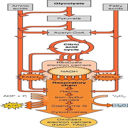 Carbohydrate Metabolism icon