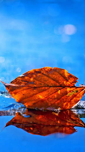 Leaf Full HD Wallpaper screenshot 9