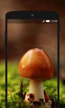 Mushroom Wallpapers HD (backgrounds & themes) screenshot 4