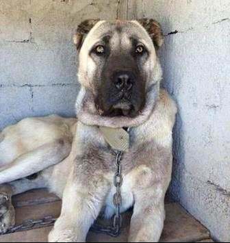 Kangal Dog Wallpapers screenshot 8