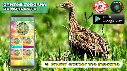 Canto Codorna de Nordeste screenshot 2