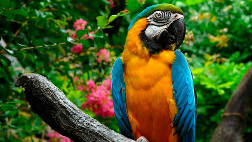 Colorful Parrot. Birds Wallpapers screenshot 4