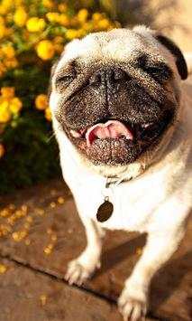Pugs Dogs Funny Jigsaw Puzzle screenshot 2