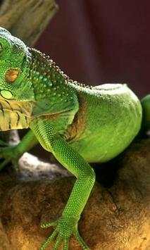 Lizard wallpapers screenshot 3