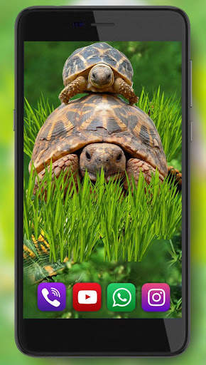 Turtles Cute Live Wallpaper screenshot 2