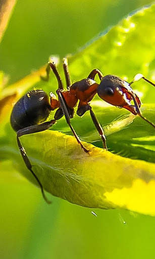 Ant Wallpaper screenshot 1