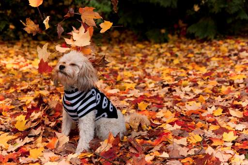 Cute Puppy Dog Wallpaper screenshot 3