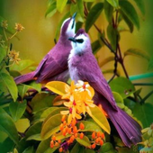 Beautiful Birds Wallpapers आइकन