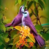 Beautiful Birds Wallpapers 1.5