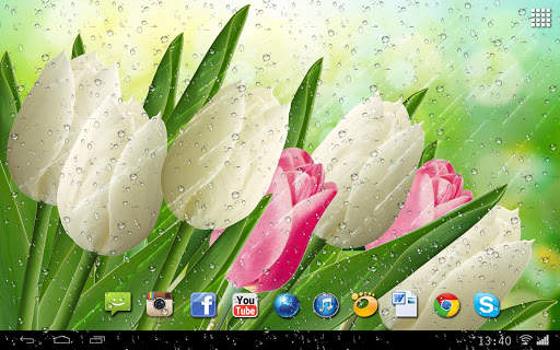 Tulips Flowers Wallpapers HD screenshot 3
