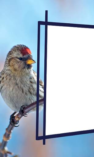 Birds Photo Frames HD स्क्रीनशॉट 14