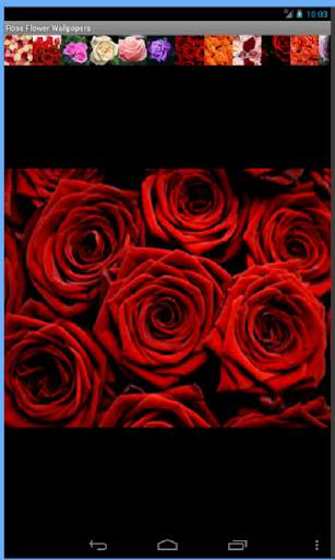 Rose Flowers Wallpaper screenshot 3