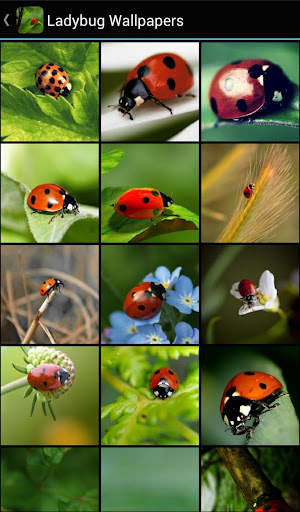 Ladybug Wallpapers screenshot 2