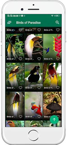 1000+ Birds Wallpapers 4K HD screenshot 8
