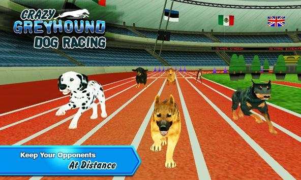 Crazy Greyhound Dog Racing screenshot 5