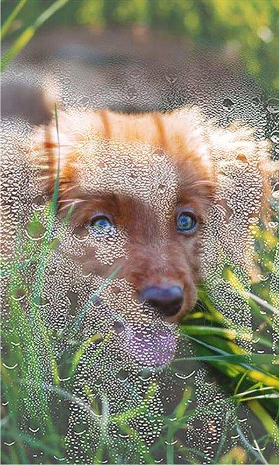 Puppy Songs live wallpaper 4 تصوير الشاشة