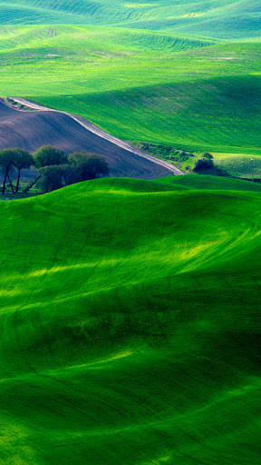 Green Wallpaper screenshot 8