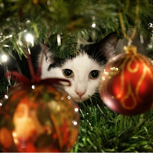 Advent Calendar Christmas Cats icon