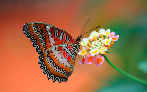 Butterfly Live Wallpaper (backgrounds) screenshot 13