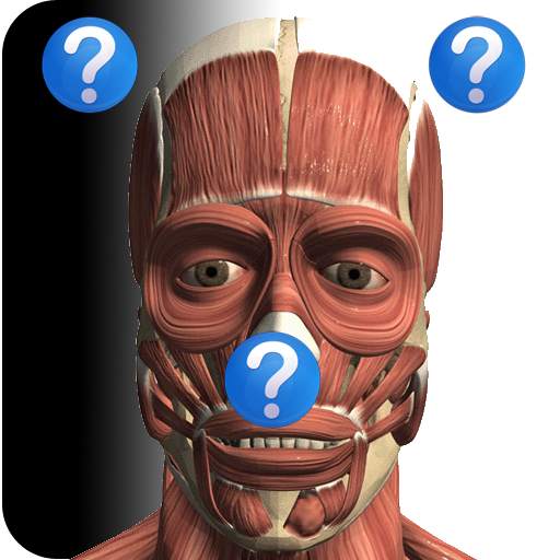 Anatomy Quiz 2.3