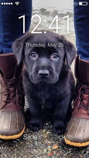 Cute Black Labrador Puppies Screen Lock screenshot 1