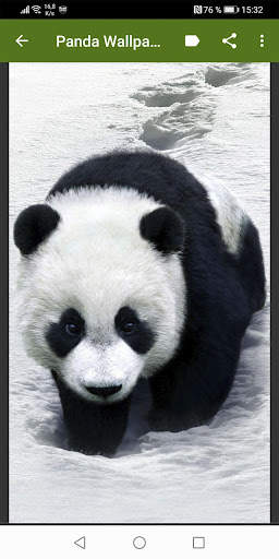 Panda Wallpapers screenshot 3