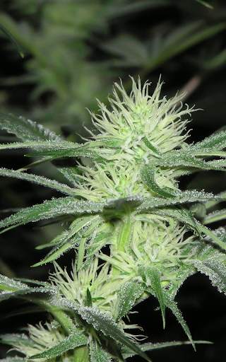 Weed Wallpaper screenshot 3