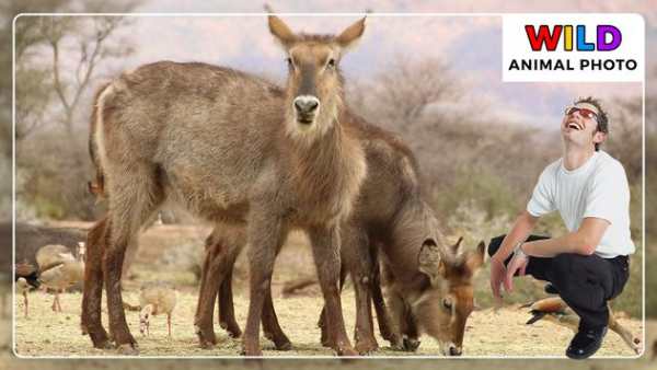 Wild Animal Photo Editor screenshot 5