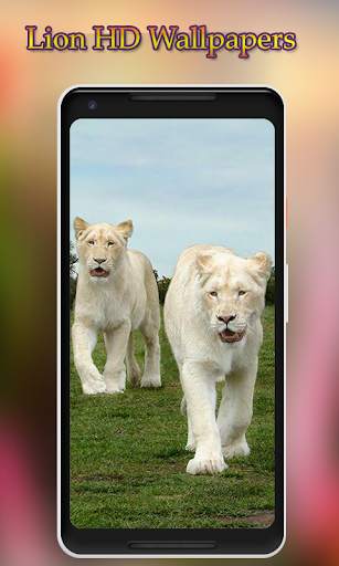Lion Wallpapers HD 2 تصوير الشاشة