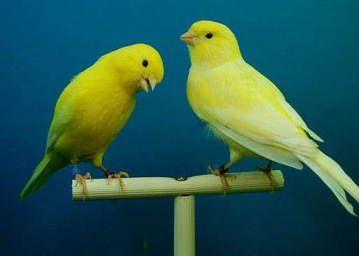 Canary Bird Sounds & Ringtones स्क्रीनशॉट 4