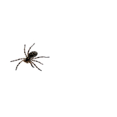 Spider icon