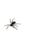Spider 1.0