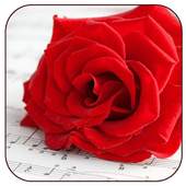 Romantic Pictures for Whatsapp 2.0