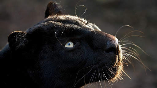 Panther Wallpapers: backgrounds hd screenshot 11