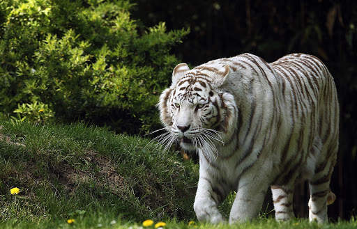 White Tiger Live Wallpaper (Backgrounds) 11 تصوير الشاشة