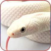 HD Snake Wallpapers 1.07