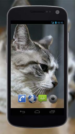 4K Cute Cat Video Live Wallpaper screenshot 4