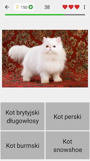 Koty i kotki - Rasy kotów screenshot 4