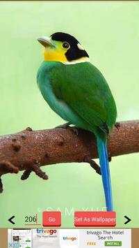 1000  Birds Wallpapers screenshot 6