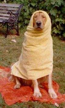 300.Free Funny Dog Pictures HD screenshot 4