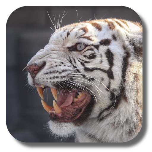 Bengal tiger live wallpaper أيقونة