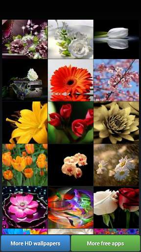 Flowers HD Wallpapers screenshot 2